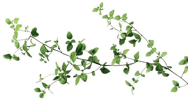 Vibrant green vine
